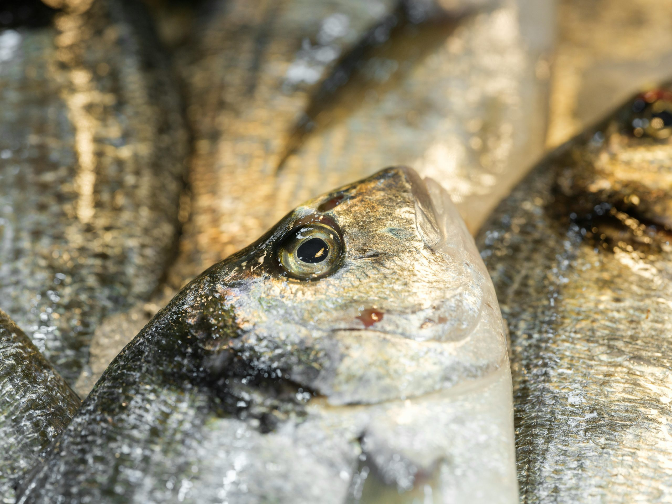 How To Identify Sustainable Seafood Labels At The Market