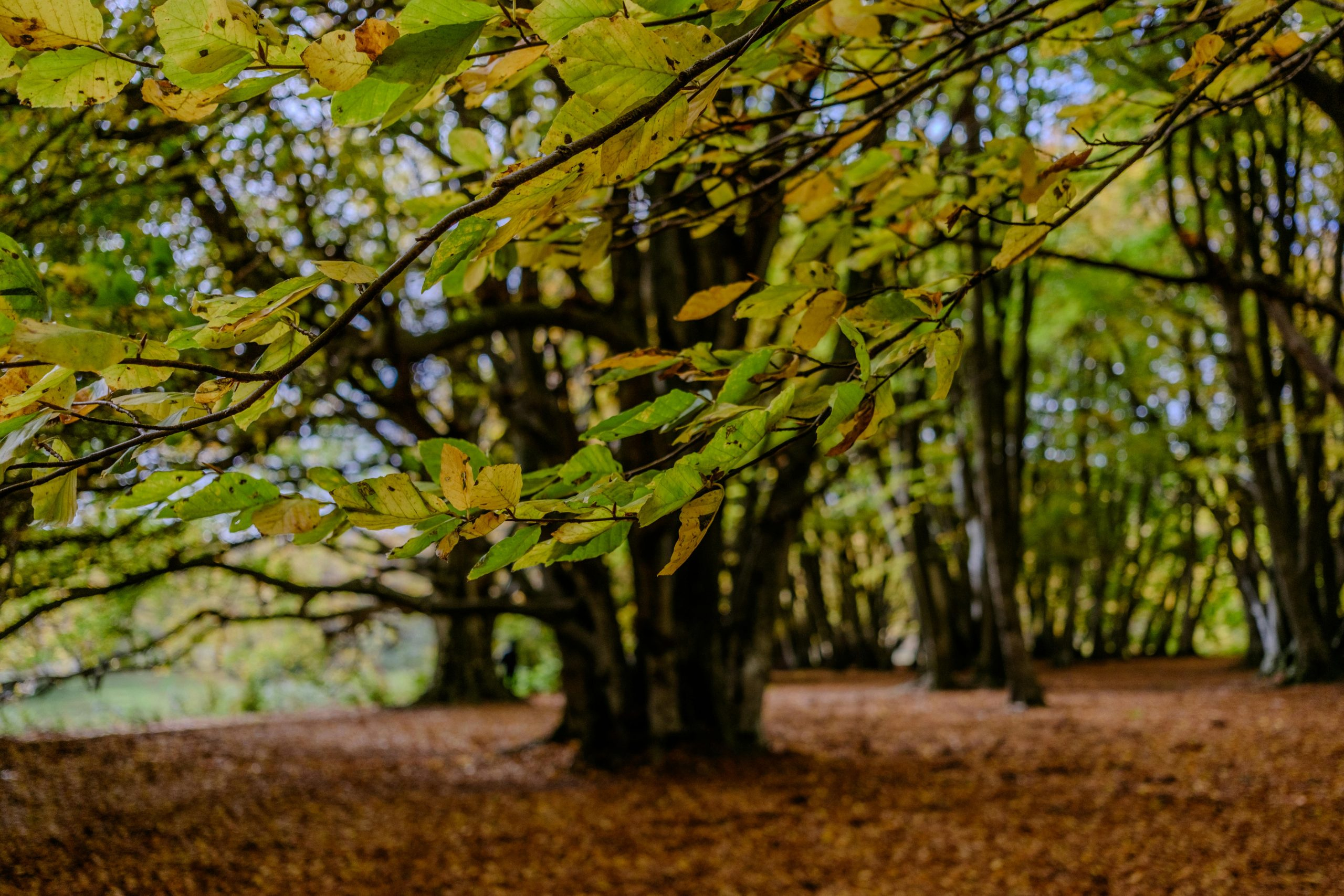 The Impact Of Natural Light On Your Daily Mood